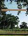 Vineyards in an Oak Landscape - PDF