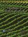 Mealybugs in California Vineyards- PDF