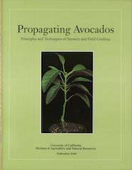 Propagating Avocados: Principles and Techniques of Nursery and Field Grafting