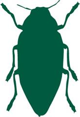 Carpet Beetles: Pest Notes for Home and Landscape