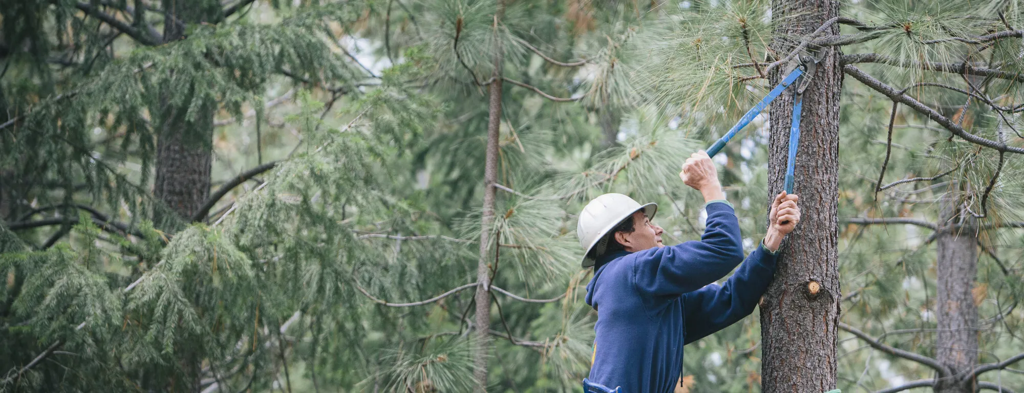 Rob York works in the trees at UC Blodgett Forest Research Station