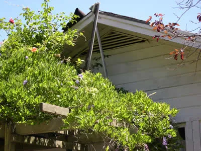vent gable end vegetation2