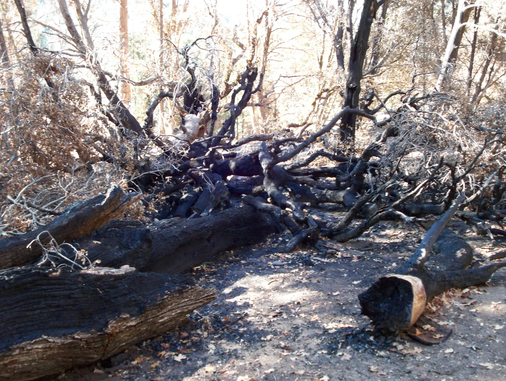 Fire damage from the 2007 Poomacha fire