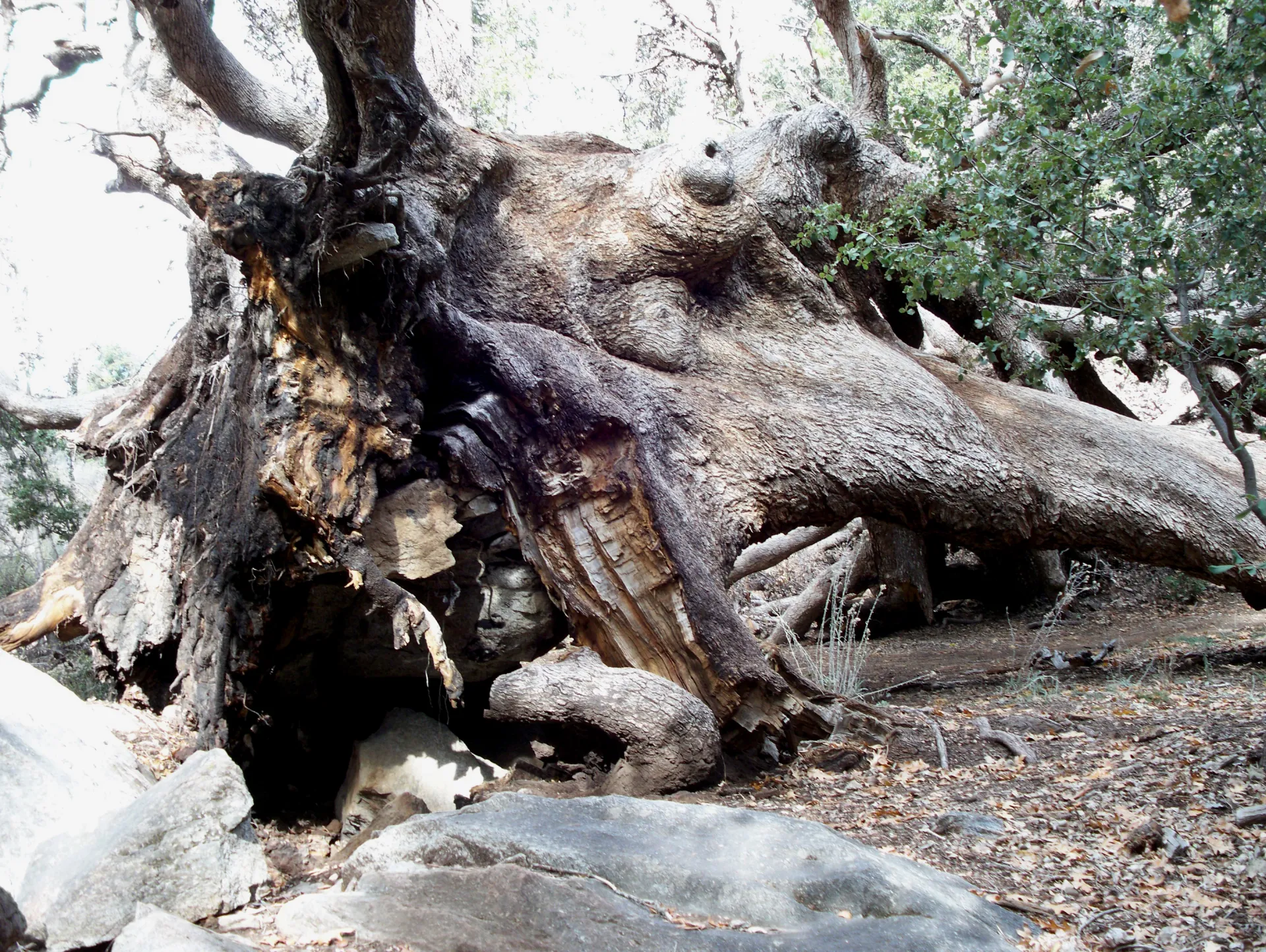 Charred and broken roots