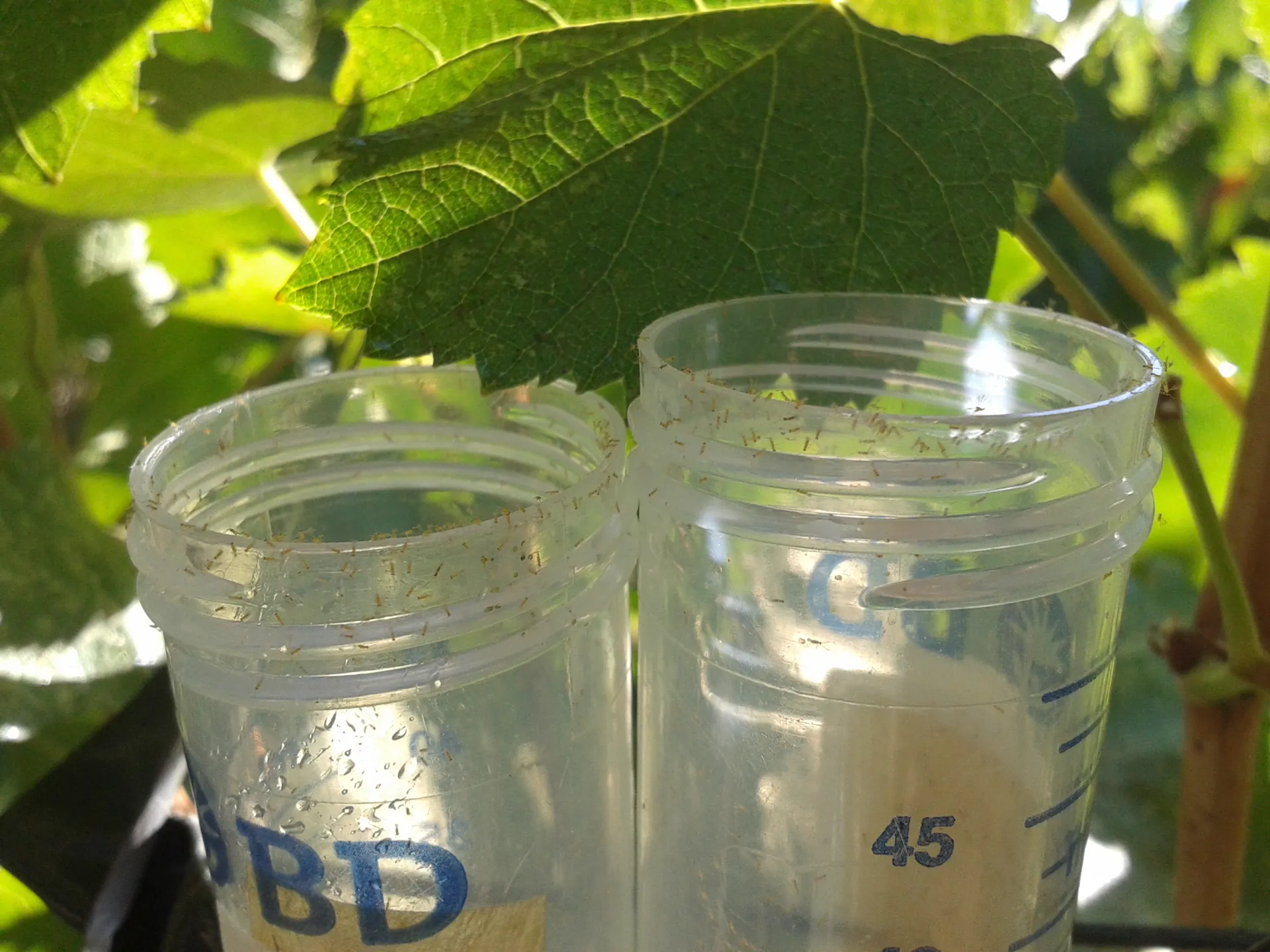 Releasing A. daanei in a vineyard. The parasitoids are concentated around the top of the vial.