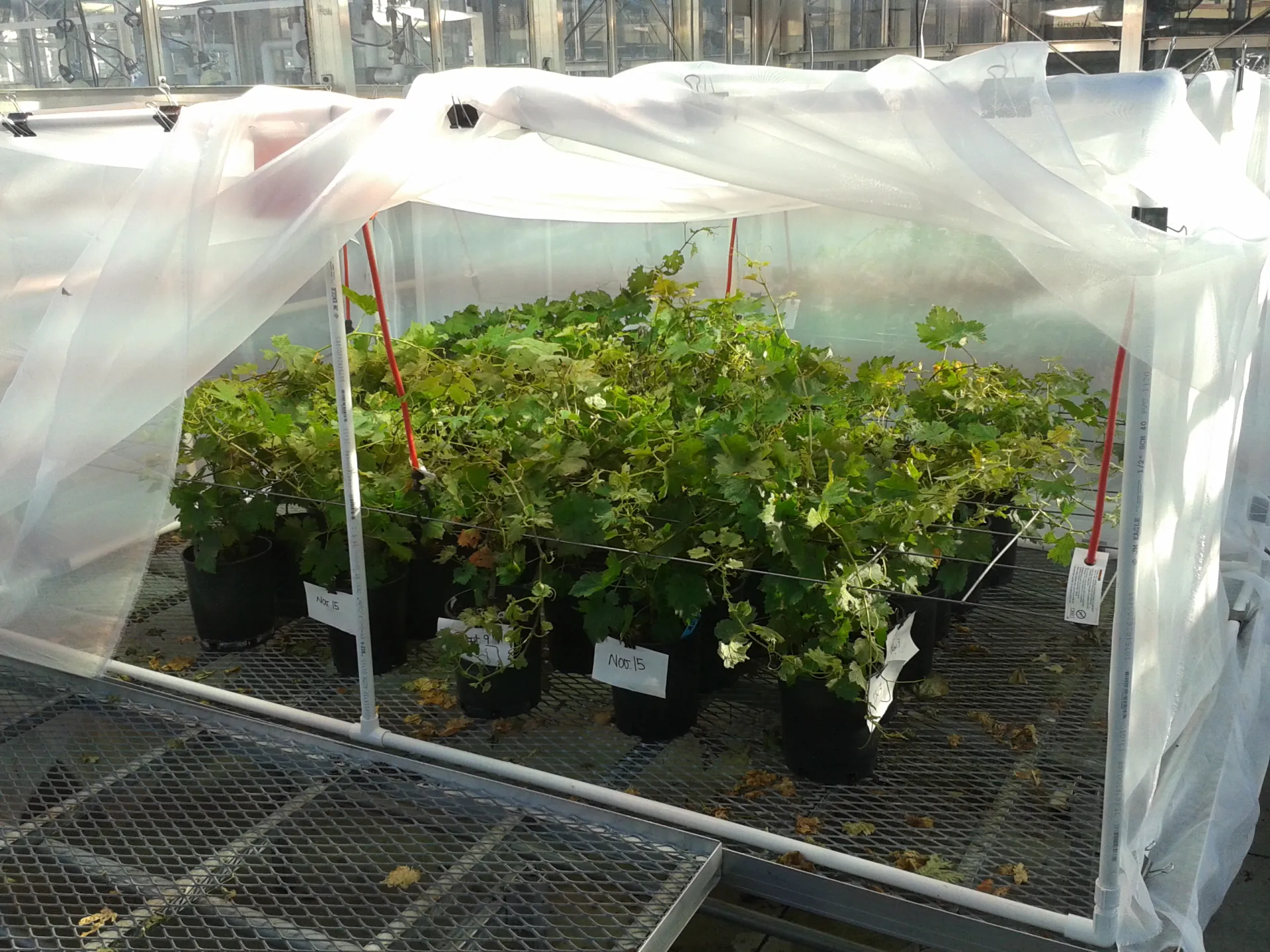 Anagrus daanei colony at the UC Berkeley greenhouse