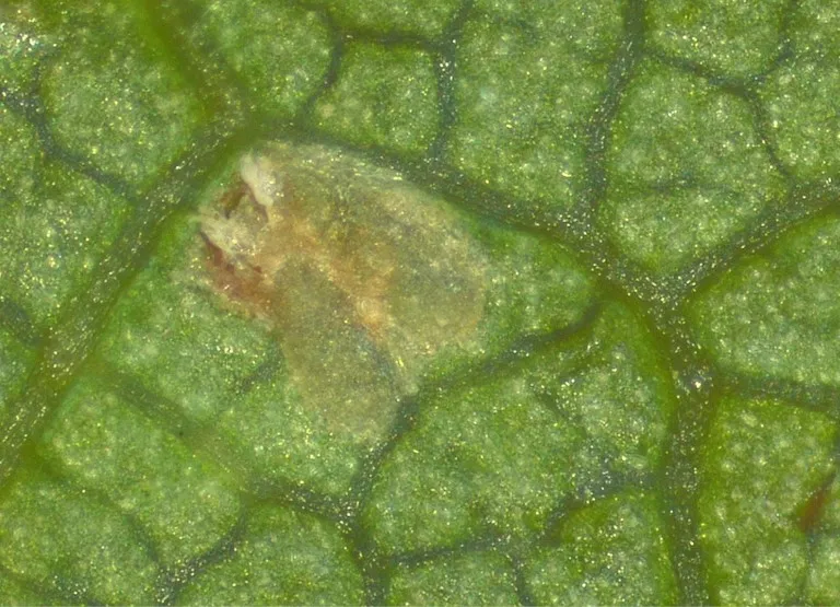 Note the small tear along the top left side of the egg. This is a sign that a healthy nymph emerged and that the egg was NOT parsitized.