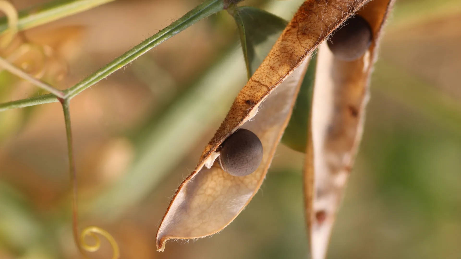 VEG Peapod piqsels.com-id-ovixw