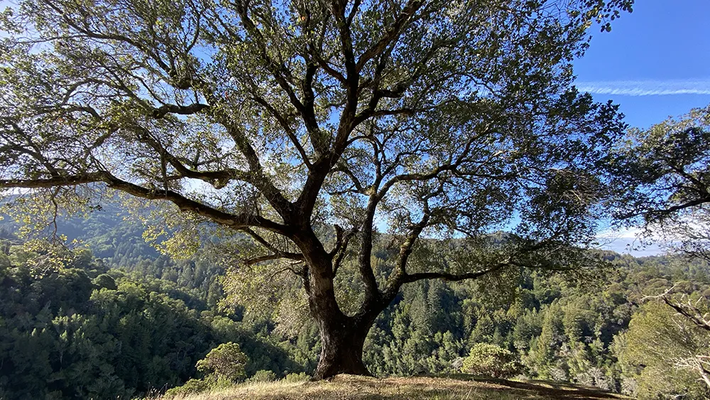 Coast live oak trees (Quercus agrifolia) like wet winters and dry summers. L. Stiles