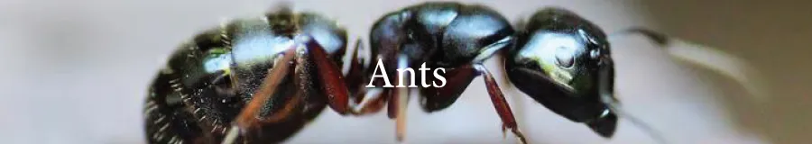 Button Ants