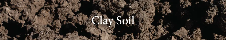 Clay Soil
