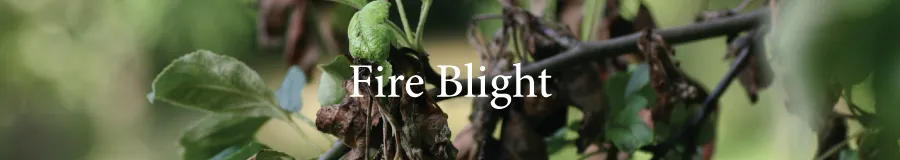 BUtton Fireblight