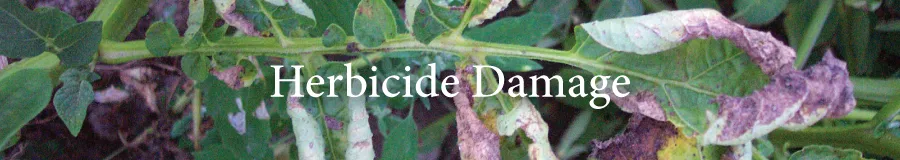 Button Herbicide damage