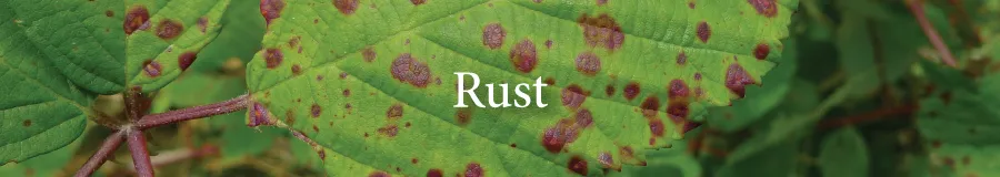Button rust