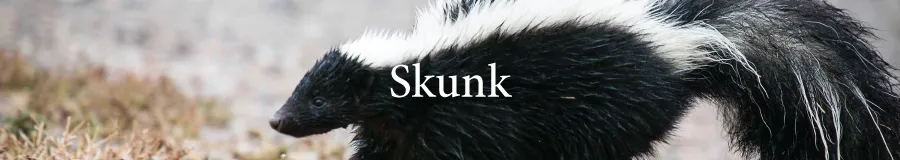 Button Skunk
