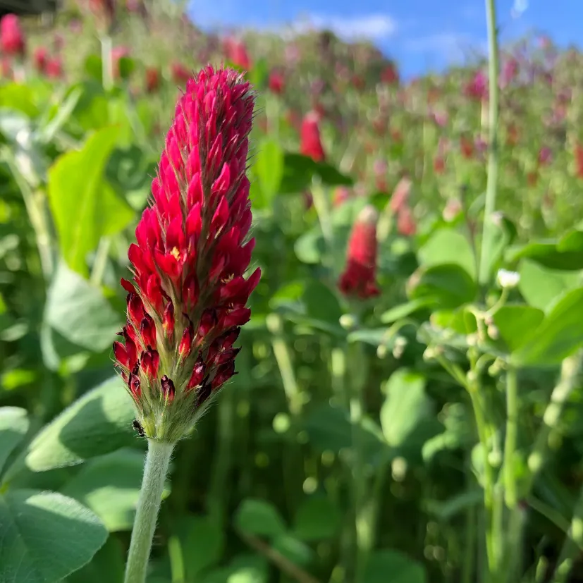 Cover crop featuring a red clover flower