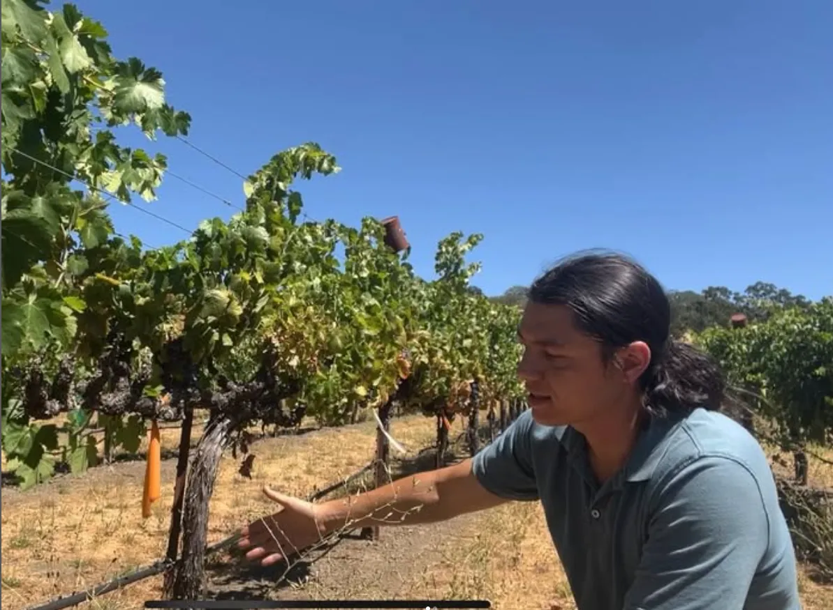 Chris Chen examines a grapevine rootstock during a farm call in Lake County, illustrating innovative approaches to rootstock selection for improved drought resilience and crop performance. Photo courtesy of UC Cooperative Extension