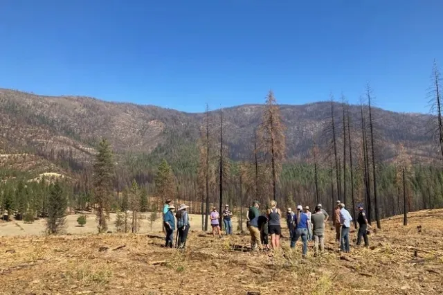 A group of people stand in a post-fire forest in Plumas County.