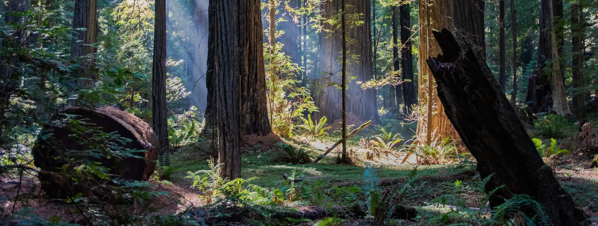 Founders Grove of trees photo by Todd Merrifield