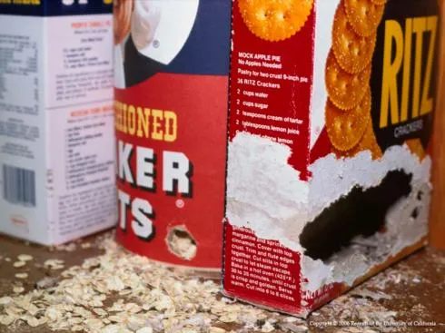 Cereal boxes with holes chewed in them.