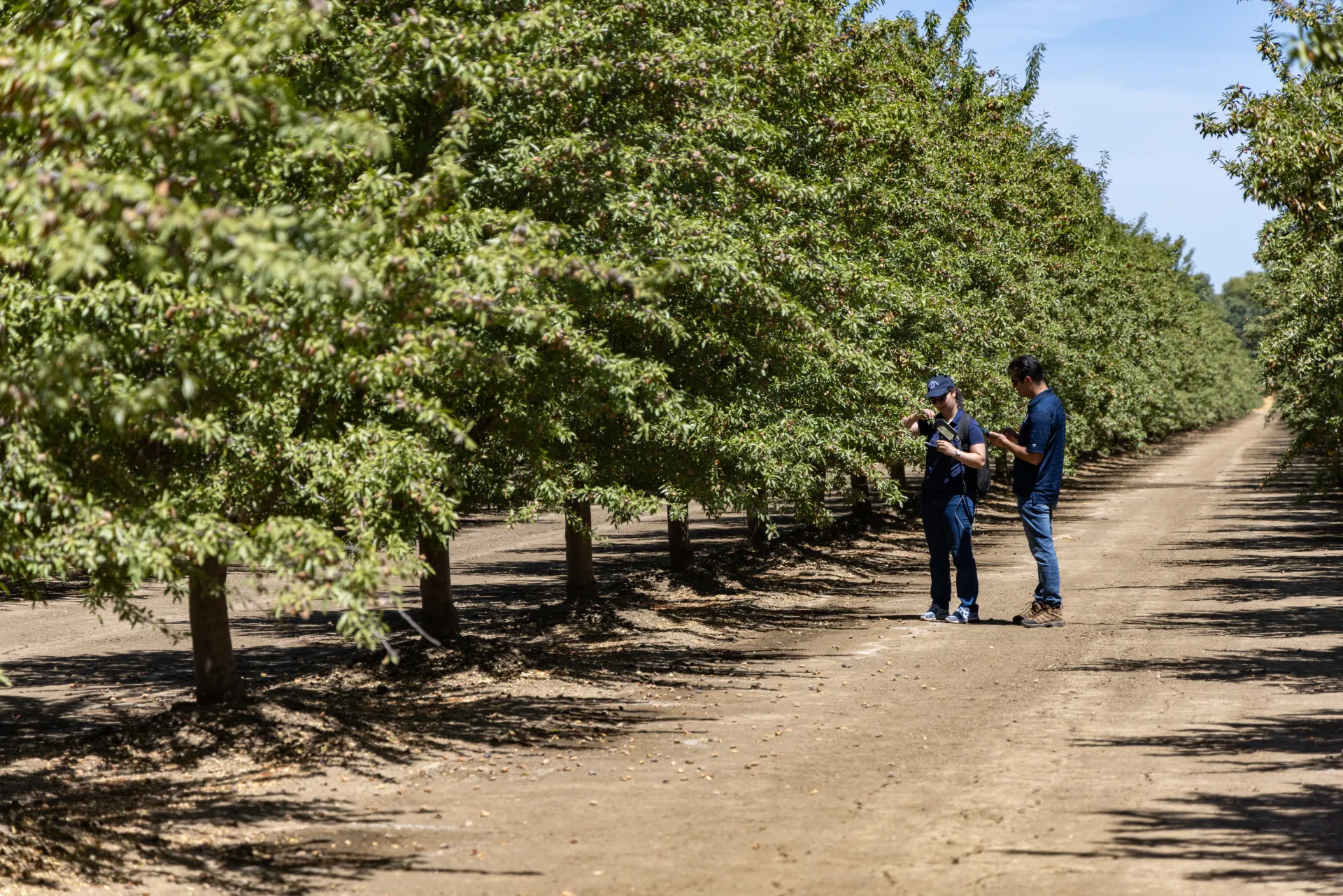 Two people examine leaves on a tree in orchard
