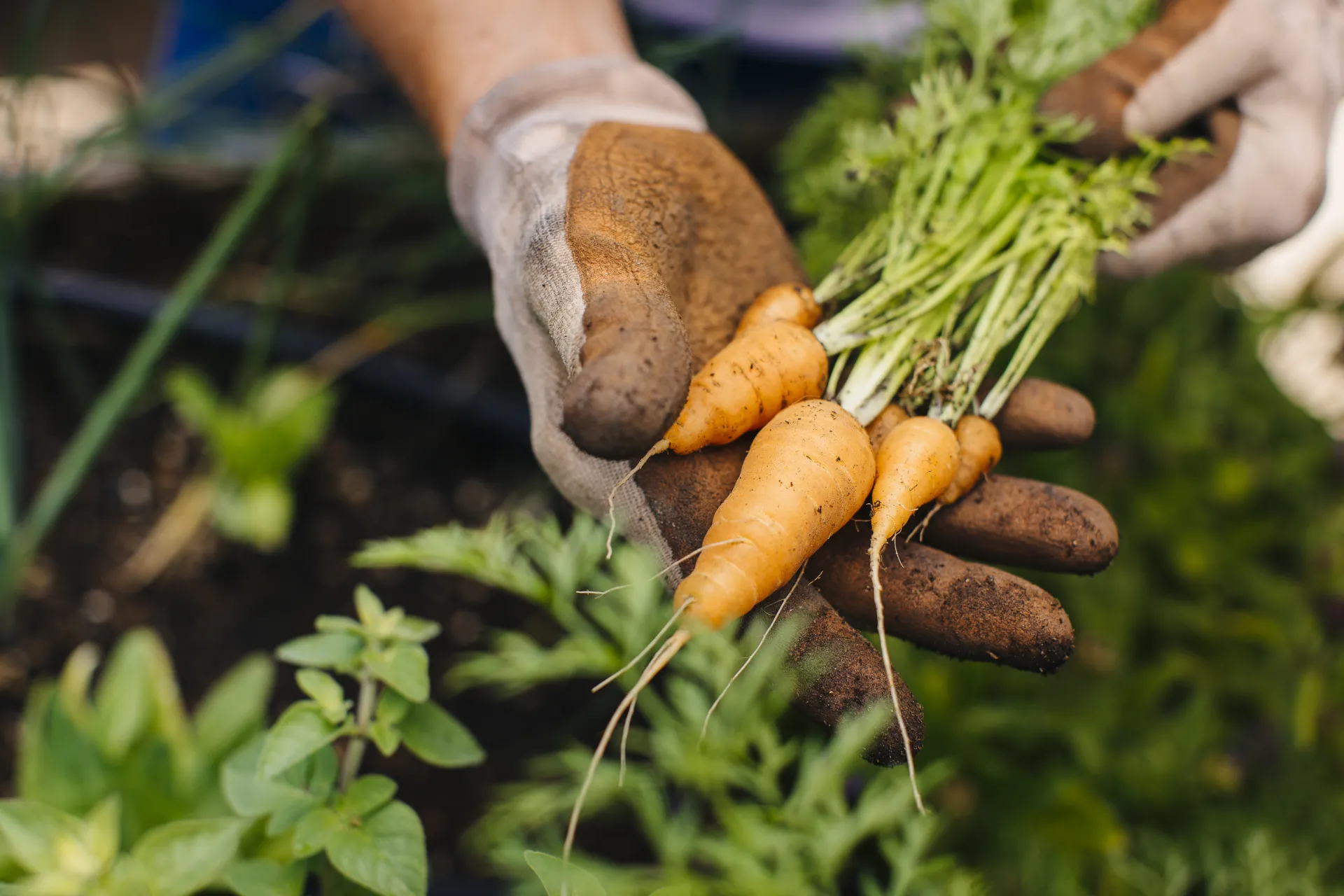 Carrots freshly pulled from garden