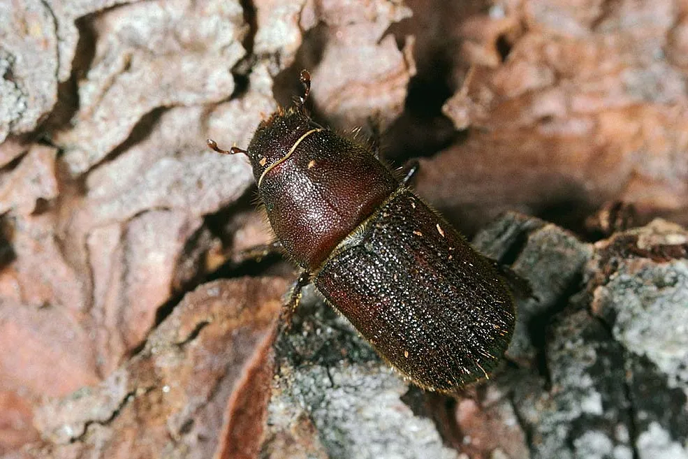 Red turpentine beetle