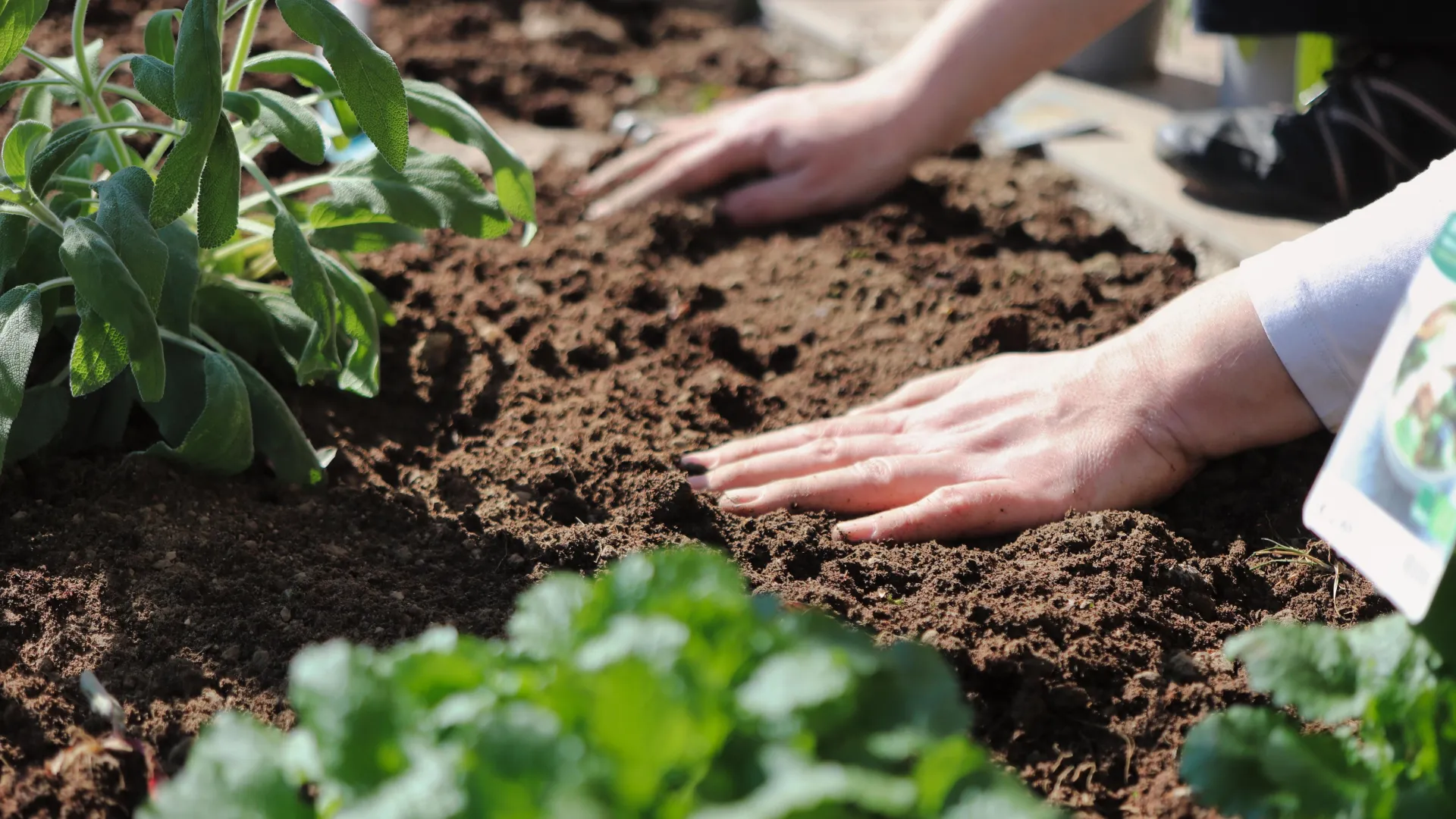 hands on soil