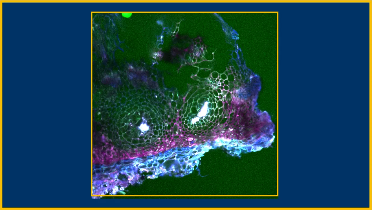 A blobby image showing little roundish things in colors of green at the center, purple farther out and blue-violet along the edge