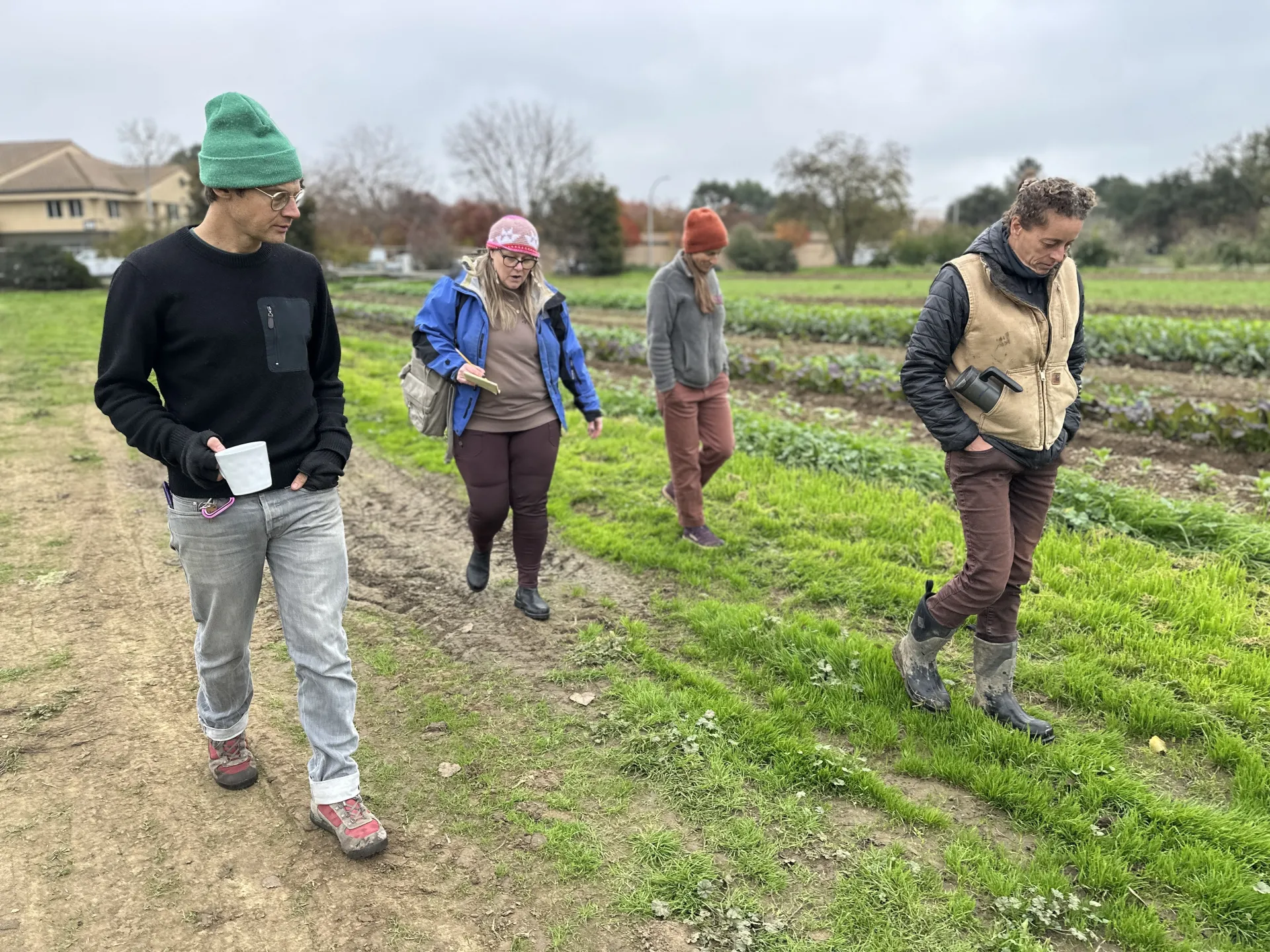 A man and three women wearing coats and caps walk along rows of ankle-high green plants