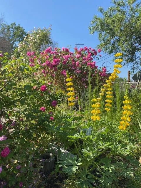Pink roses and yellow lupin flowers growing in a garden