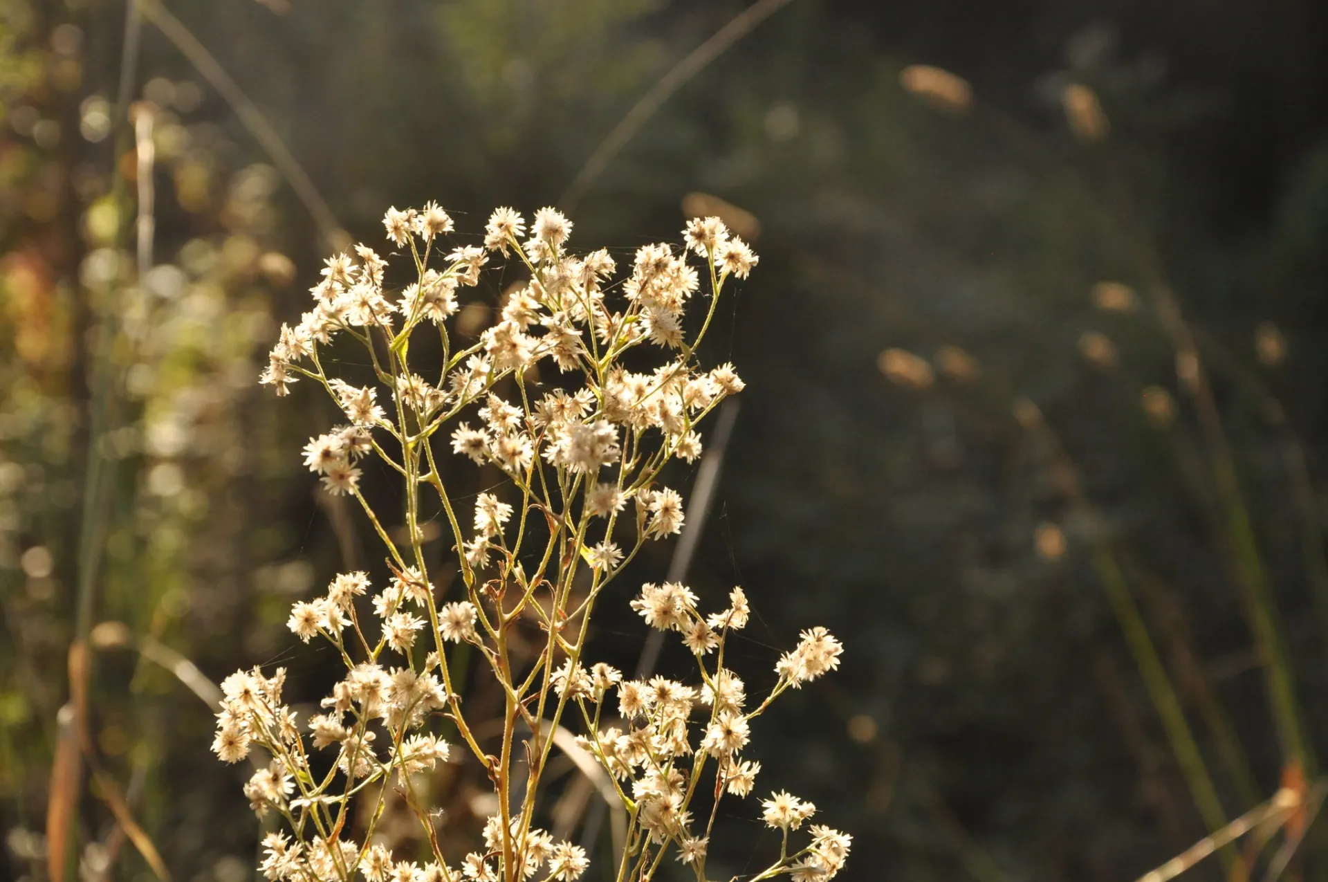 Coyote brush flowers.