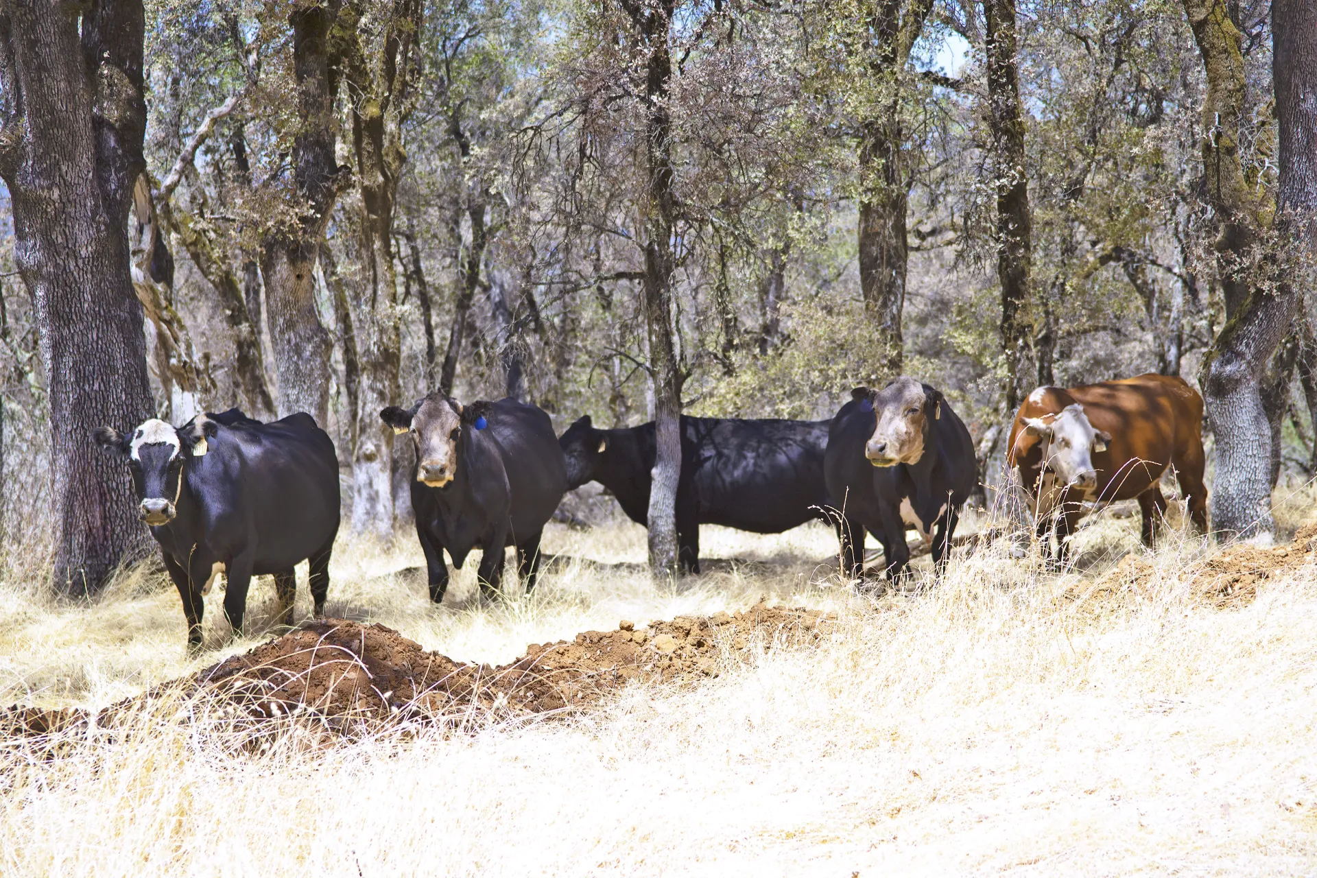 Five cows, black and brown, with tags in the ears, peek out between trees on rangeland