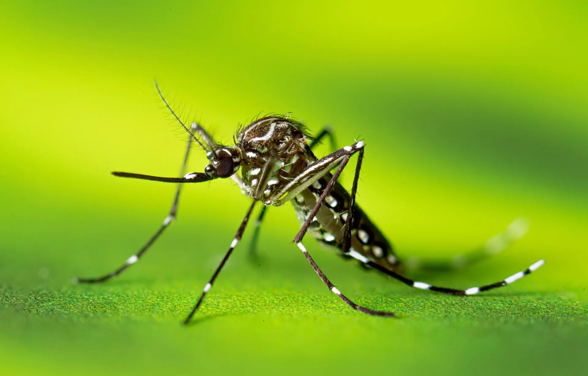 Closeup of Aedes aegypti female on green background