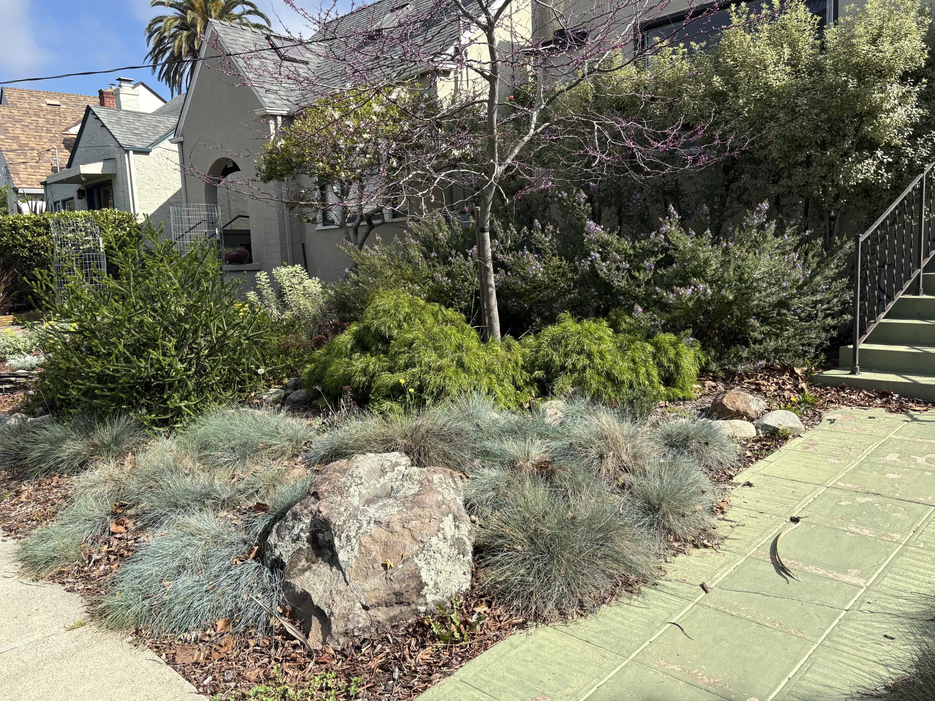 low water and low maitenance landscaping