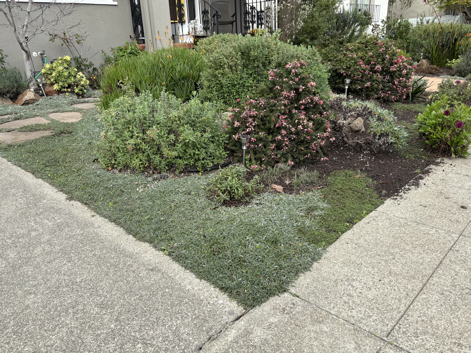 dimondia and grevilla in low water, low maintenance landscape