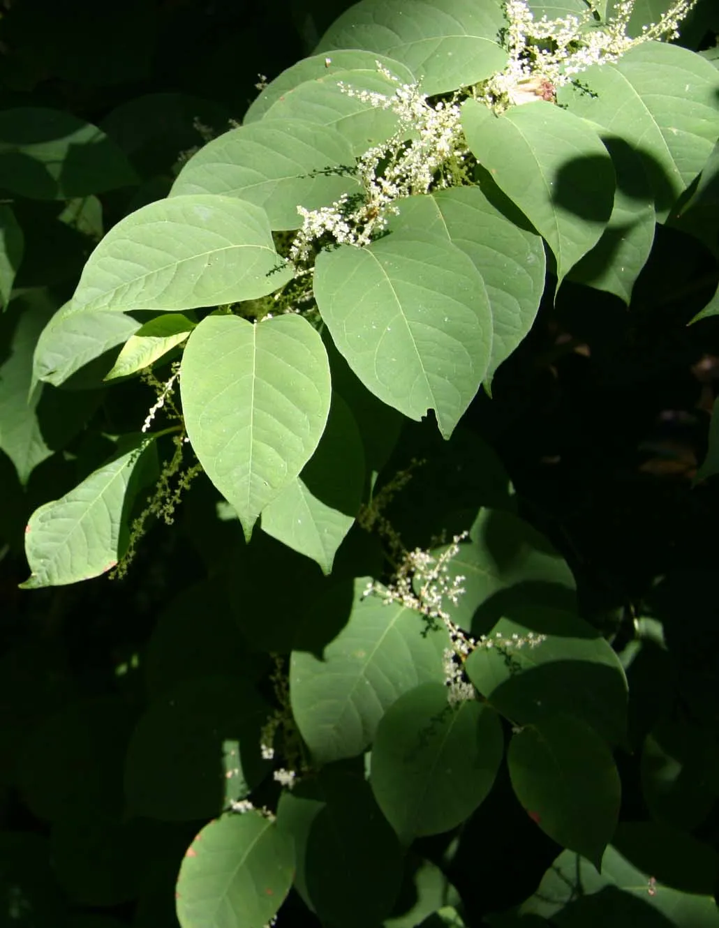 Japanese knotweed branch
