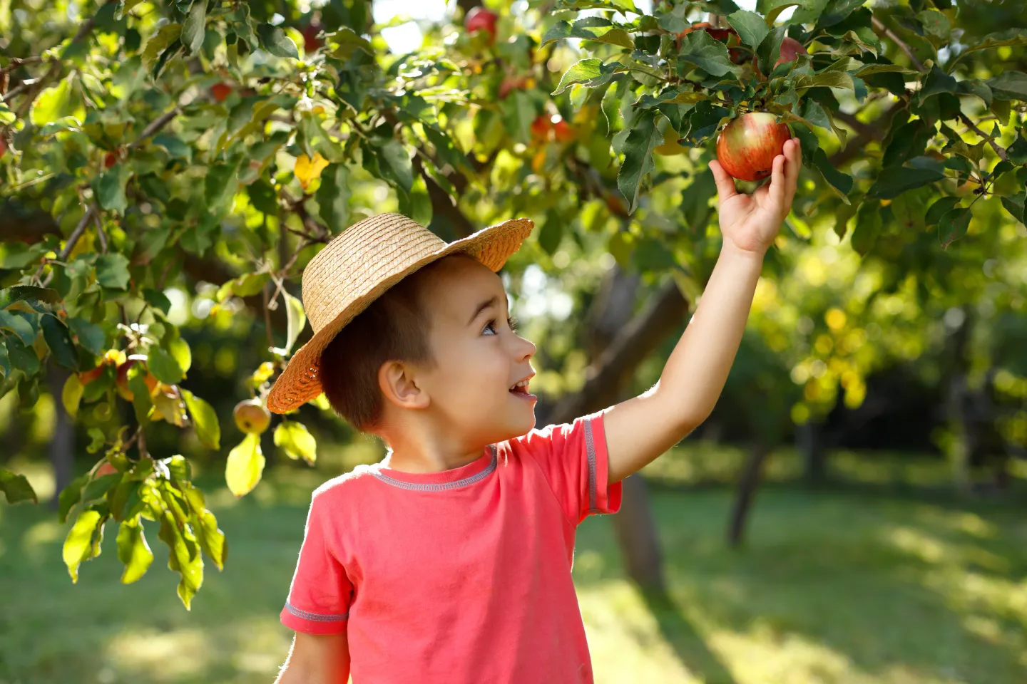 Boy picking apple