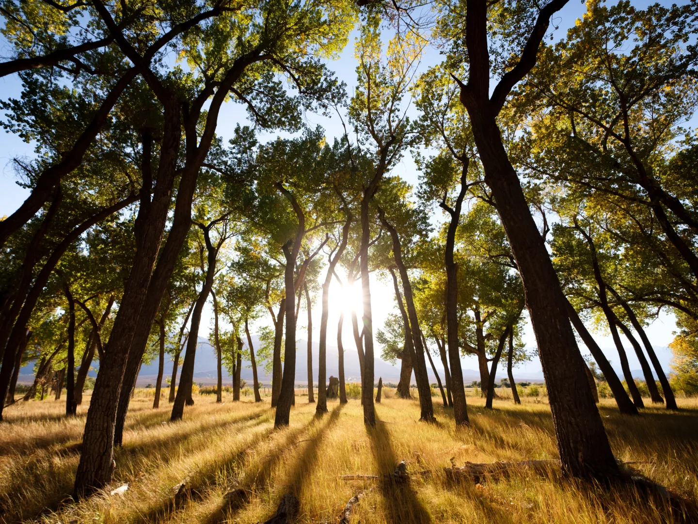 Sunlight shining through grove of cottonwoods