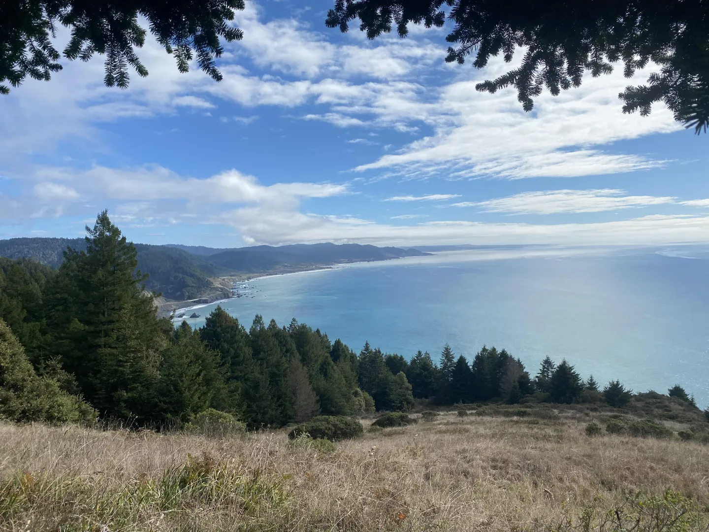 Mendocino County coast with redwood forests and the ocean in the background