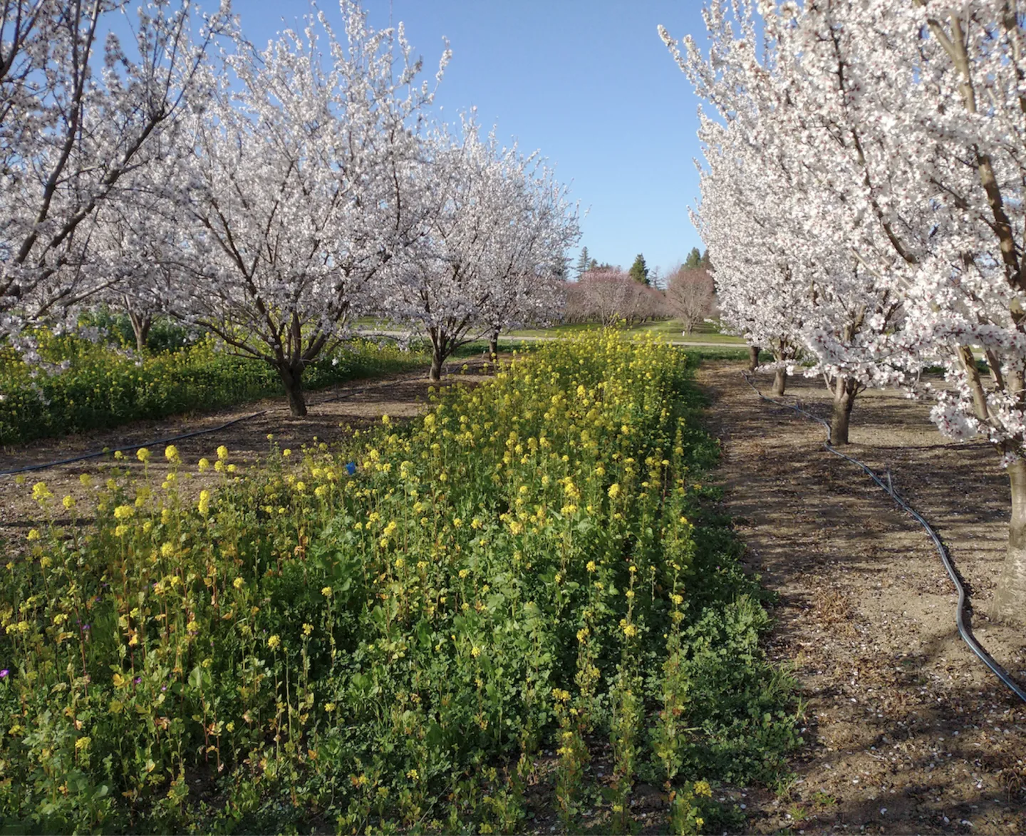 Mustard growing in orchard