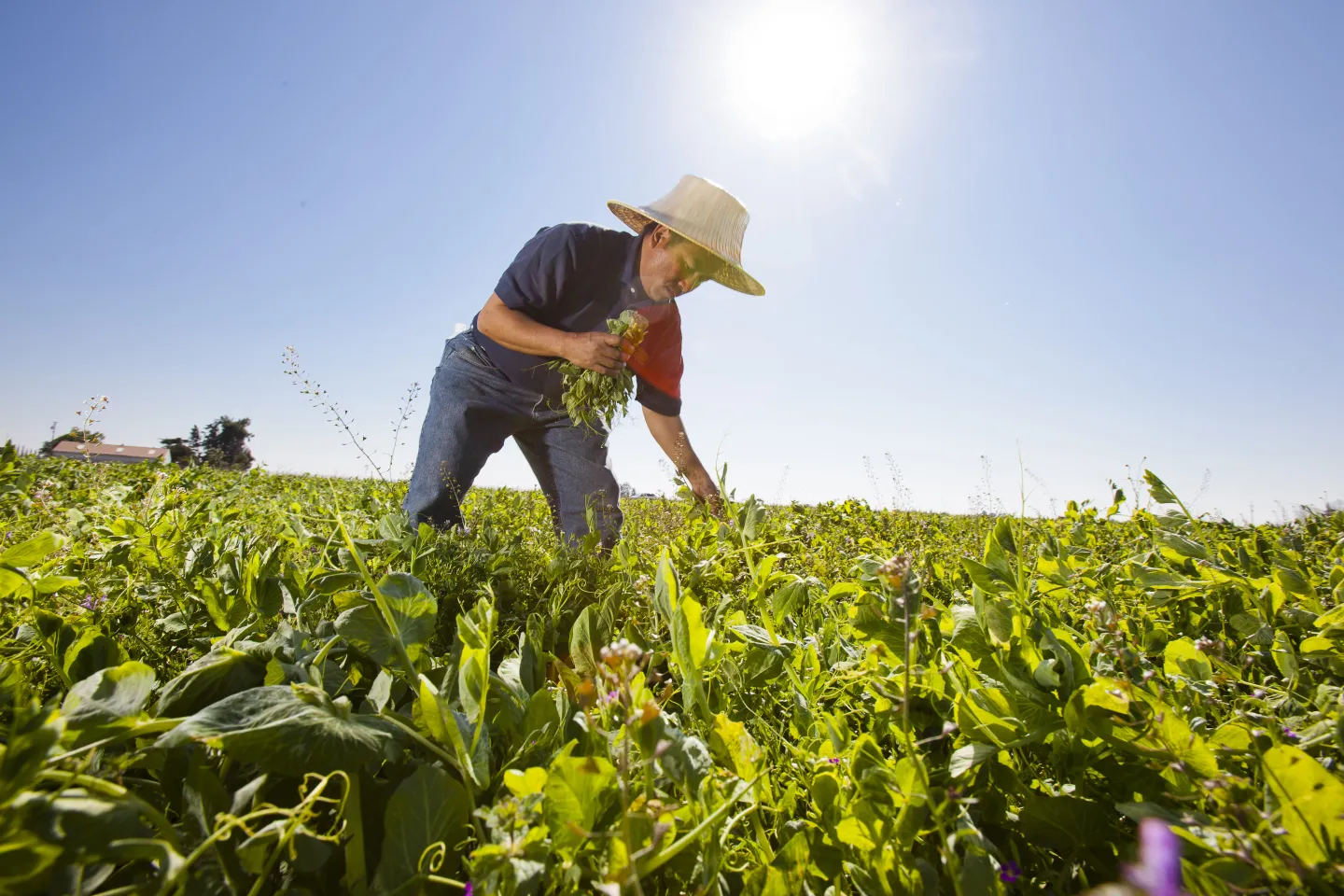 Man in straw hat picks crops in a field