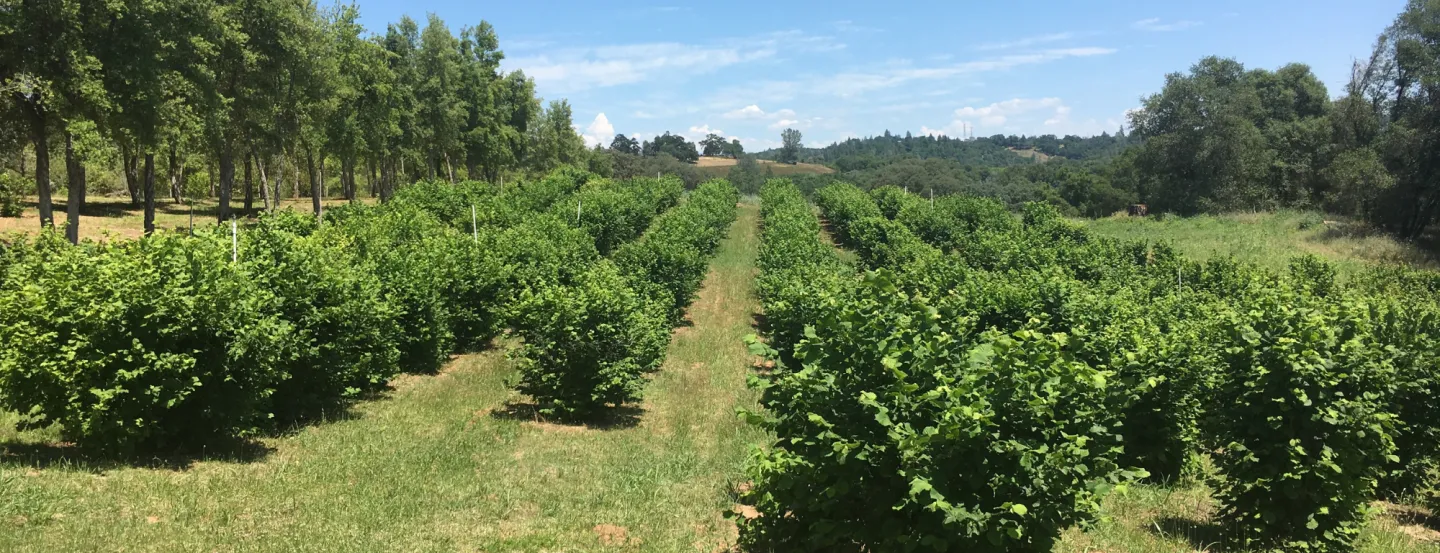 Rows of tree crops in the Sierra foothills.