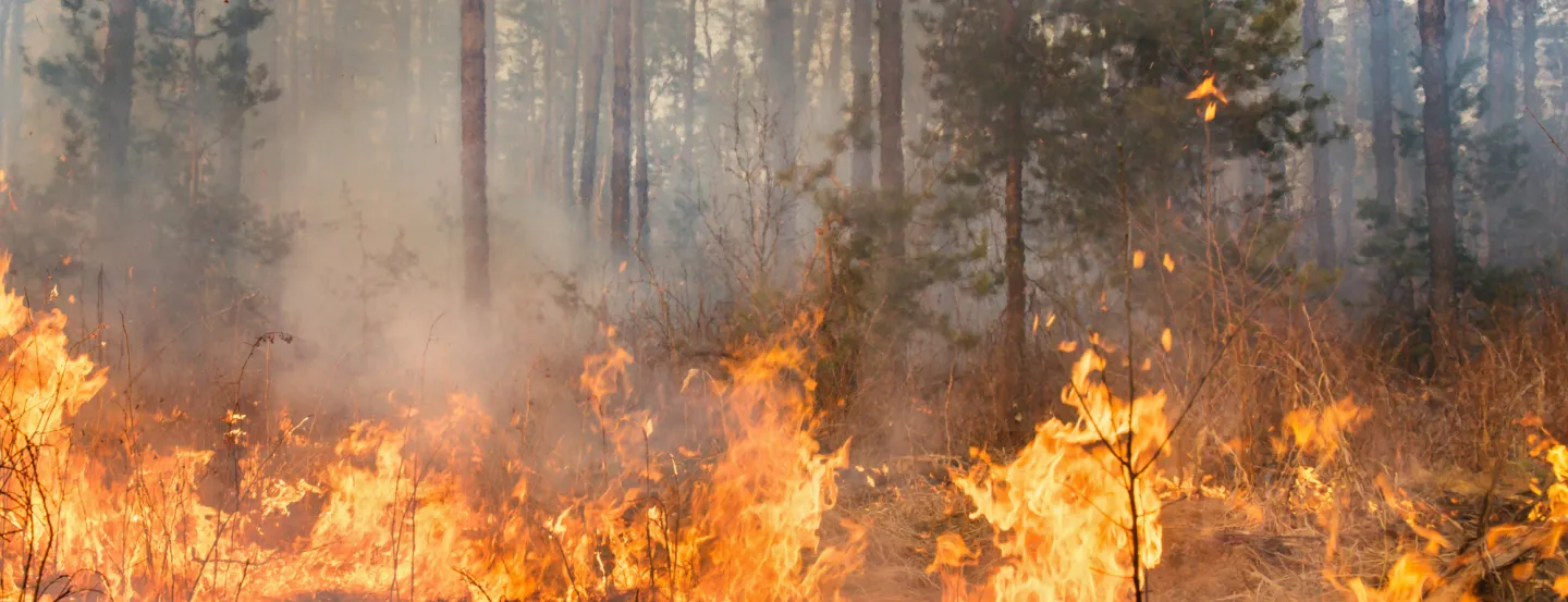 Flames burning conifer forest floor.