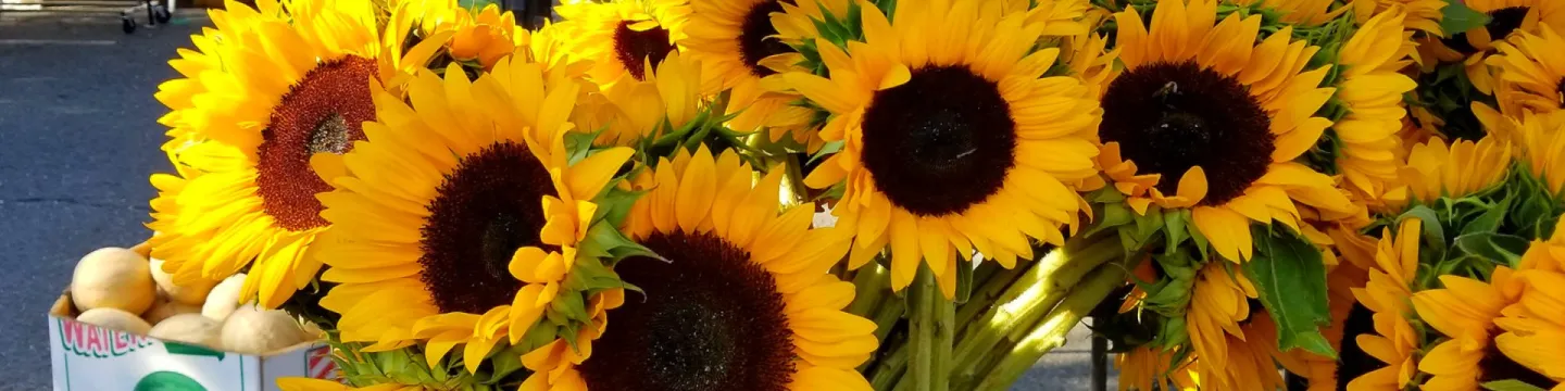 Bucket of sunflowers