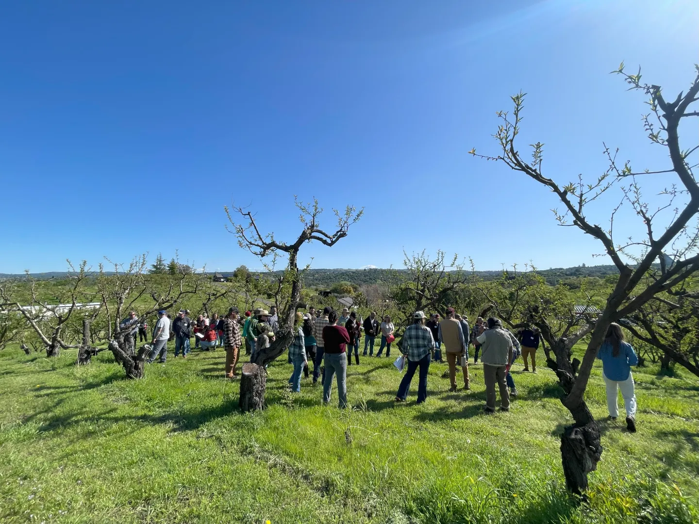 People standing in organic orchard