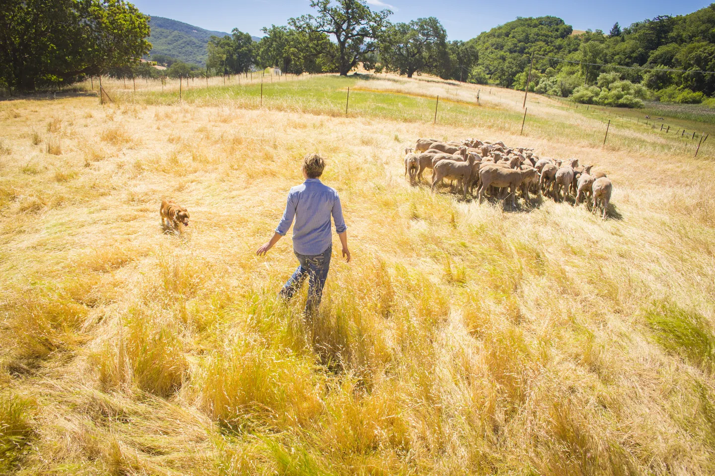 Shepherd moves sheep in a field