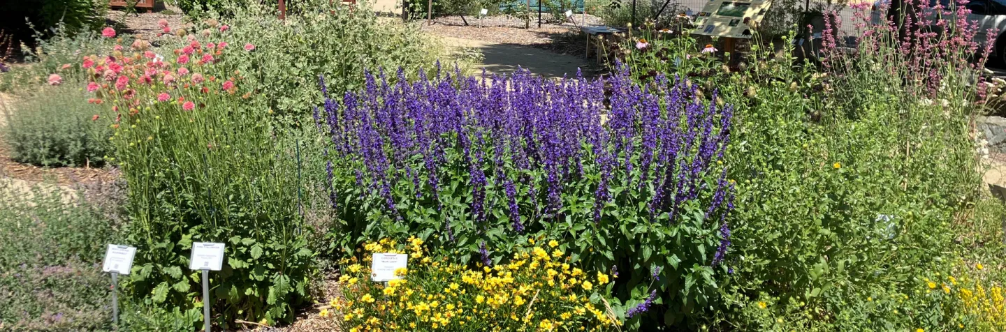 Demonstration Garden Native Plant Bed