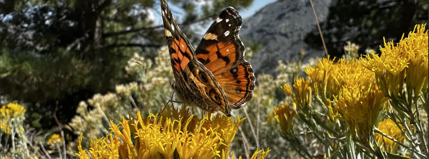 butterfly on yellow flowers