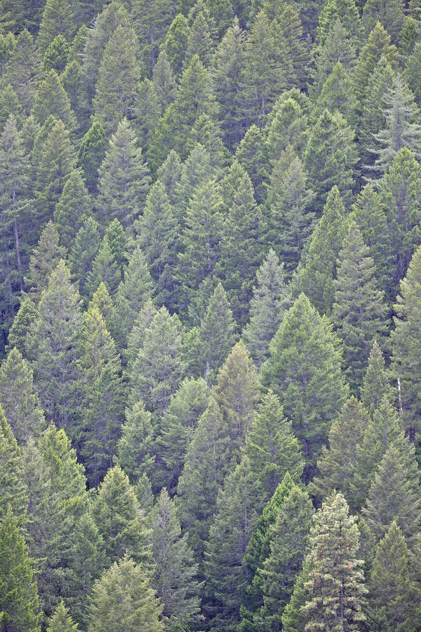 Sierra Nevada mixed conifer forest